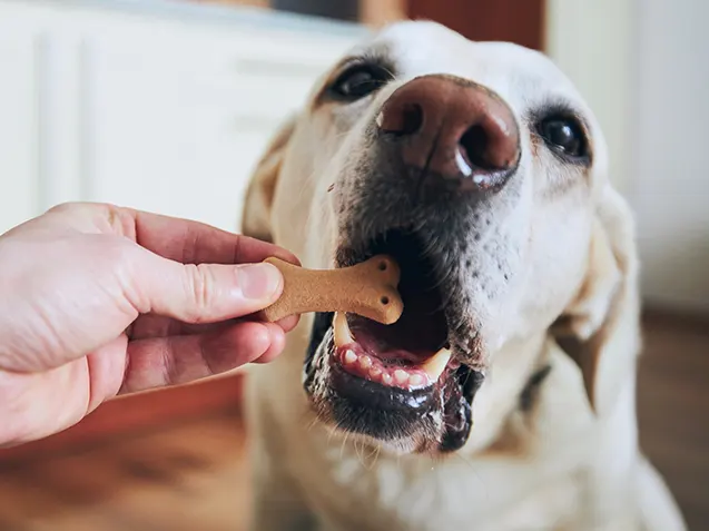 Régime canin adapté